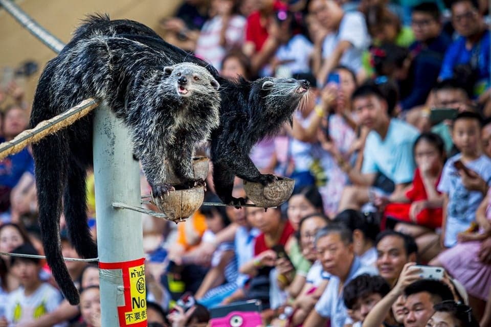 Chiang Mai Night Safari